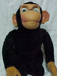 chimp1
